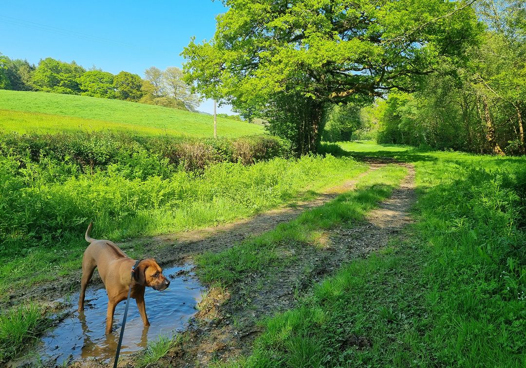 Chiddingfold Parkland